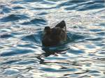 Diese Ente war noch spt abends am 28.07.08 auf dem Thuner See unterwegs.