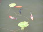 Zierfische tummeln sich im Teich des Freizeitpark´s Agrarium; 070715