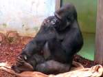 Gorilla whrend einer  Nachdenkpause auf der Kuscheldecke  im Zoo-Schmiding; 080504