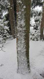 Ein kleines Experiment, das zeigen soll, wie weit der Schnee bei Brixlegg bereits auf die Baumstmme hinaufragt.
