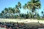 Kokospalmen am Harman Beach in Goa. Bild vom Dia. Aufnahme: November 1988.