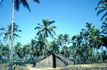 Kokospalmen und Hütte am Candolim Beach in Goa. Bild vom Dia. Aufnahme: November 1988.