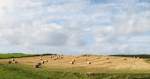 Blick auf ein abgeerntetes Weizenfeld in Nordirland.