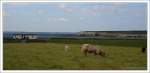 Viehweide an der Kste der Galway Bay, Irland County Clare.