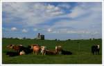 Jungstiere auf der Weide bei Finvarra, Irland County Clare.