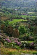 Berglandschaft in der Nhe von Glengariff, Irland Co. Cork.