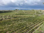 Weinberge beim Weingut Merumalia, Frascati (19.09.2022)