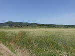 Getreidefelder bei Vetulonia, Provinz Grosseto (22.05.2022)