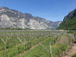 Weinstöcke im Etschtal bei Cadino (13.04.2024)