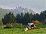Whrend die Burg Bourscheid am 09.10.2010 noch im herbstlichen Nebel liegt, genieen die Khe auf ihrer Weide schon die ersten Sonnenstrahlen. (Jeanny)  