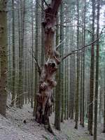 Im dichten Fichtenwald in der Nhe von Kautenbach habe ich diesen skurrilen Baumstamm entdeckt.