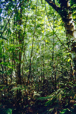 Regenwald im Taman Negara Nationalpark in Malaysia. Bild vom Dis. Aufnahme: März 1989.
