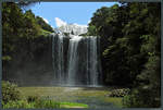 Die 26 m hohen Whangarei Falls befinden sich unmittelbar am Stadtrand von Whangarei inmitten eines kleinen Parks. (11.10.2016)