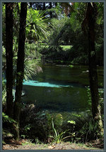 Das Hamurana Springs Reserve ist ein sehenswerter Park mit zahlreichen kleinen Quellen am Lake Rotorua. (17.10.2016)
