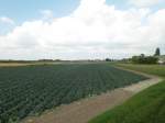 von Opperdoes nach Twisk am 7.9. 2014 - unterwegs mit der Museum Stoomtram von Dorf zu Dorf durch das westfriesische Flachland von Medemblick nach Hoorn.