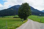 Sommer im Brixental - Bergahornbäume säumen den idyllischen Schotterweg bei Kirchberg Bockern.