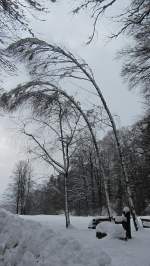 Diese 2 Birken im Brixlegger Matzen Park neigen sich aufgrund der schweren Schneelast.