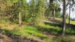 Waldlandschaft am Reither Kogel: Grser, kleine Bsche/Gewchse, altes Holz, das neues Leben schafft und Fichtenbume mit Blick auf das angrenzende Feld.(9.7.2013)