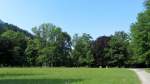 Matzenpark Brixlegg, im Schlosspark stehen zahlreiche alte sowie auch besondere Bume. Hier einige Eichen, eine Blutbuche sowie eine Robinie.(20.7.2013)