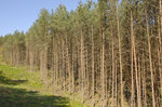 Nadelbäume an der deutsch-polnischen Grenze westlich von Świnoujście (Swinemünde). Aufnahmee: 6. Mai 2016.