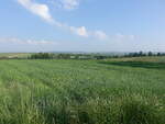 Getreidefelder bei Rokietnica, Karpatenvorland (17.06.2021)