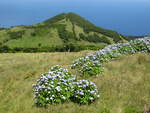 Typische Landschaft auf der Azoren-Insel Pico. Aufgenommen am 28.07.2023.