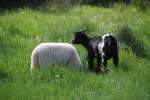 SILVES, 08.03.2008, Schaf und Ziege in trauter Zweisamkeit in sattem Grün der Ribeira de Odelouca