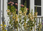 Die Gewöhnliche Stockrose (Alcea rosea) ist eine zweijährige bis kurzlebig ausdauernde krautige Pflanze, die Wuchshöhen von 1 bis 2, selten bis zu 3 Metern erreicht. Das Foto ist im Garten des Kindheitshauses von Astrid Lindgren gemacht. Das Kindheitshaus der schwedischen Autorin Astrid Lindgren liegt in der Kleinstadt Vimmerby.
Aufnahme: 21. Juli 2017.