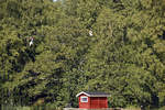 Zwei Zipliner über der Sörsjön nördlich von Norrköping in Schweden. Im Wald befindet sich der Kletter- und Abenteuerpark Sörsjöns Äventyrpark. Aufnahme: 21. Juli 2017.