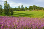 Lavendel und eine Wiese bei Sevedstorp in Schweden. Die Landschaft in der Nähe von Lönneberga ist Schauplatz vieler Astrid Lindgren-Kinderbücher.
Aufnahme: 21. Juli 2017.