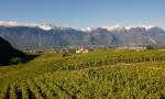 Blick ber die Weinberge von Aigle, das Chteau `d'Aigle und auf die Walliser Alpen.
(21.10.2010)