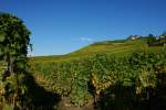 Die Weinlese ist vorrber und in den Weinbergen kehrt wieder die gewohnte Ruhe ein.
(Oktober 2009)