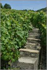 Die schmalen Treppen helfen den Weinbauern bei ihrer Arbeit gut in den Weinbergen voranzukommen.
(15.06.2011)