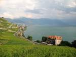 Blick von Rivaz auf das Chteau du Glrolle, die Weinreben und den Genfer See.