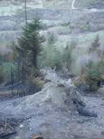 Auch dieser Baum hielt den Krften des Waldbrandes nicht stand. Arbaz, 18.04.2007