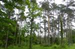 Lichter Wald in den Thurauen bei Flaach (26.05.2012)