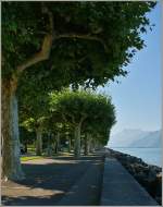 An einem Sommermorgen am Genfersee bei La-Tour-de-Pleiz.