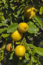 Zitronen in Andalusien aufgenommen. Juli 2014.
