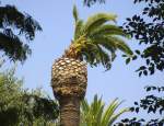 Palme mit Ananas-ähnlichem Aussehen in Parque de Málaga - Aufnahme: Juli 2014.