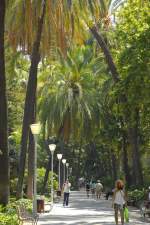 Palmen in Parque de Málaga - Aufnahme: Juli 2014.