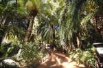 Palmen im Palmitos Park auf Gran Canaria.