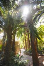 Palmen im Palmitos Park auf Gran Canaria.
