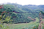 Teeplantagen südlich von Badulla in Sri Lanka. Bild vom Dia. Aufnahme: Januar 1989.