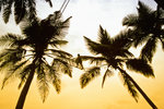 Kokospalmen am Strand von Hikkaduwa an der Südwestküste von Sri Lanka. Aufnahme: Januar 1989 (Bild vom Dia).