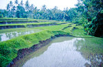 Reisfelder auf Bali. Bild vom Dia. Aufnahme: März 1989.