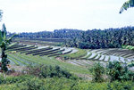 Reisfelder auf Bali. Bild vom Dia. Aufnahme: März 1989.