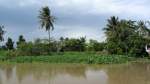 Seitenarm des Mekong-Flusses in Vietnam in der Nhe von Chau Doc. Die Wasserpflanzen im Vordergrund sind Wasserhyazinthen (Art von Wasserlinsengewchsen), aus denen Viehfutter und geflochtene Krbe hergestellt werden. (18.8.2013)