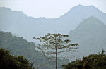 Baum und Berge im Cuc Phuong-Nationalpark bei Tam Coc südlich von Hanoi. Bild vom Dia. Aufnahme: Januar 2001.
