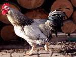 Stolzer Gockel am Weg ...  innviertel 18.01.2009