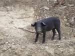 Dieses schwarze Schwein stand ...  Mario Sch�rholz 13.03.2009